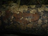 Biscogniauxia capnodes image
