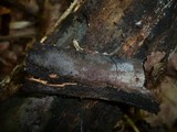 Hypoxylon macrocarpum image