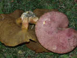Suillus ochraceoroseus image