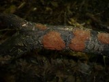 Hypoxylon ticinense image