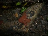 Hypoxylon ticinense image
