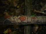 Hypoxylon ticinense image