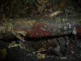Hypoxylon ticinense image