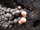Lycogala epidendrum image