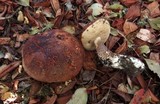 Leccinum manzanitae image