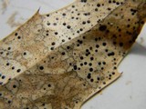 Coccomyces dentatus image