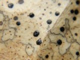 Coccomyces dentatus image
