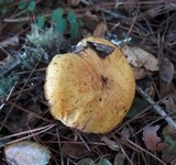Suillus caerulescens image