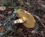 Suillus caerulescens image
