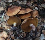 Suillus lakei image
