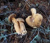 Suillus fuscotomentosus image