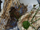 Hydnellum suaveolens image
