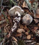 Tricholoma saponaceum image