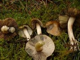 Inocybe insignis image