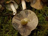 Inocybe insignis image
