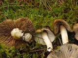 Inocybe insignis image