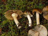 Inocybe insignis image