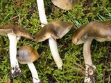 Inocybe insignis image