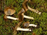Inocybe insignis image