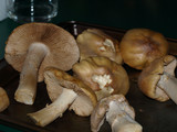 Cortinarius caperatus image