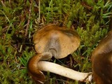 Inocybe insignis image