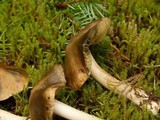 Inocybe insignis image