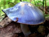 Cortinarius iodes image