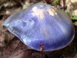 Cortinarius iodes image