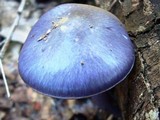 Cortinarius iodes image