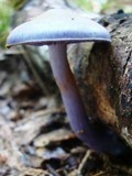 Cortinarius iodes image