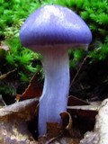 Cortinarius iodes image