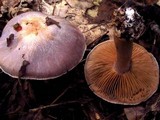 Cortinarius iodes image