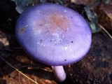 Cortinarius iodes image