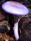 Cortinarius iodes image