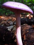 Cortinarius iodes image