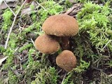 Inocybe arthrocystis image