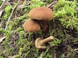 Inocybe arthrocystis image