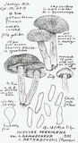 Inocybe arthrocystis image