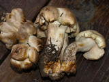 Tricholoma saponaceum image