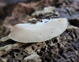 Crepidotus malachius image