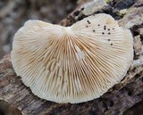 Crepidotus malachius image