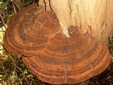 Phellinus robiniae image