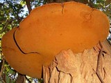 Phellinus robiniae image