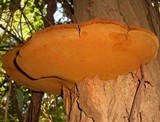 Phellinus robiniae image