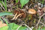 Inocybe perbrevis image