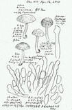 Inocybe perbrevis image