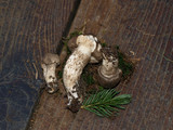 Hygrophorus inocybiformis image