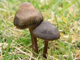 Entoloma sericeum image