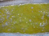 Candelariella efflorescens image
