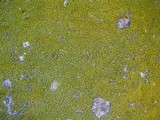 Candelariella efflorescens image